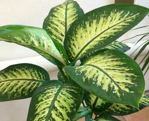 Dieffenbachia Pflanze 