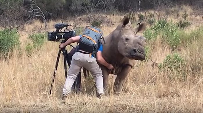 Kratz den Bauch eines wilden Nashorns