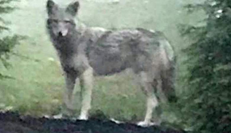 Die Polizei warnt vor einem mysteriösen Wolf