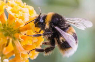 Bienen- und Hummelpopulationen gehen rapide zurück