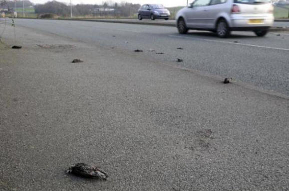 Nach einem seltsamen Knallen fielen tote Vögel auf die Straße