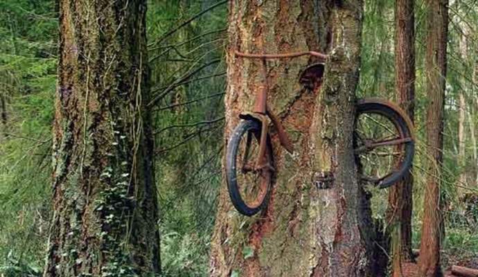 Die wahre Geschichte eines Fahrrads, das in einem Baum verwurzelt ist