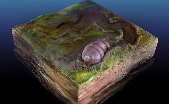 Der Vorfahr aller Tiere - einschließlich des Menschen -, die in australischen Fossilien gefunden wurden 