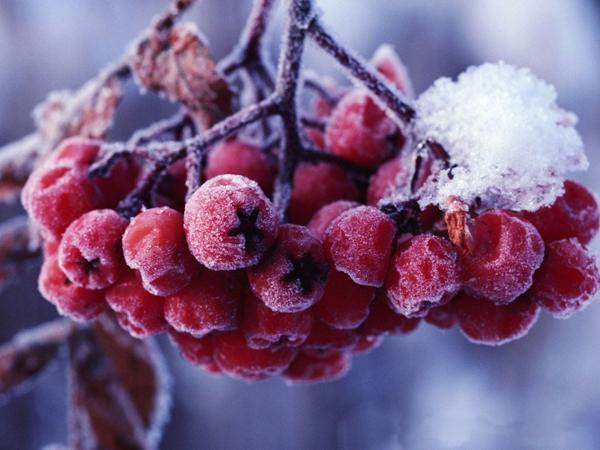 Eberesche im November 