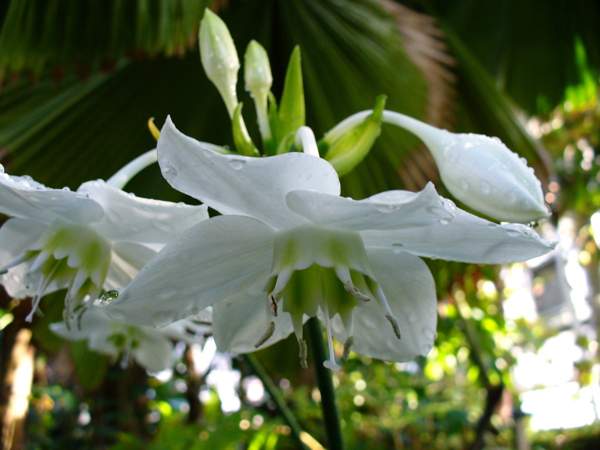 eucharis Omen und Aberglauben 