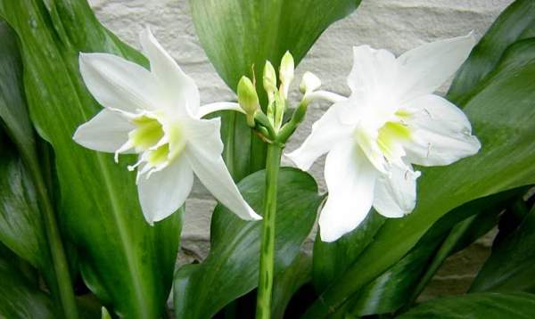 eucharis omens 