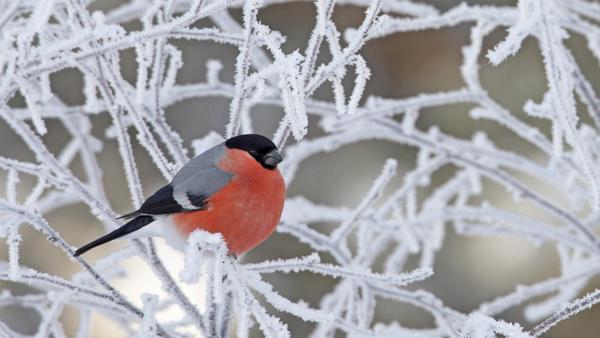 Volkszeichen über das Wetter für Dezember 