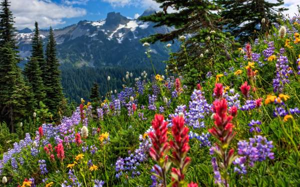 Blumen Wettervorhersagen 