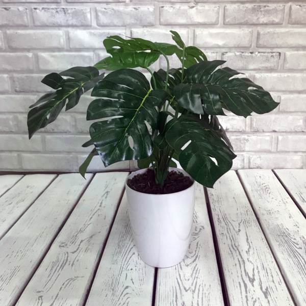 Monstera Pflanze 