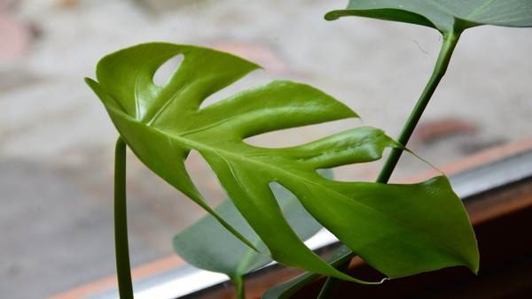 Innenblume Monstera 