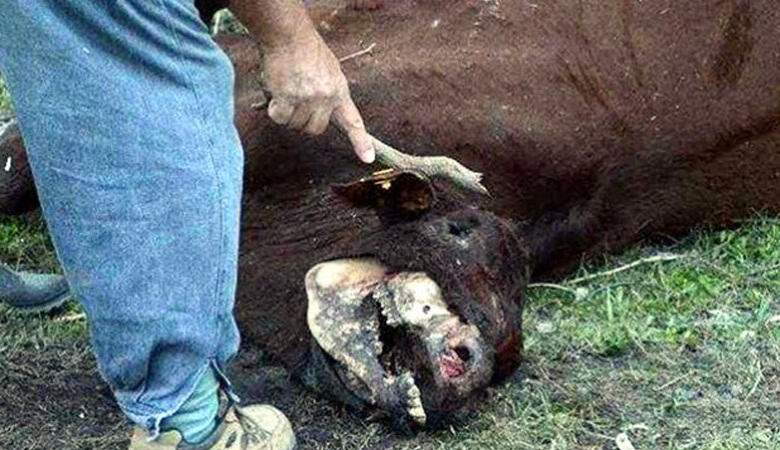 Außerirdische haben die Kühe eines argentinischen Bauern getötet