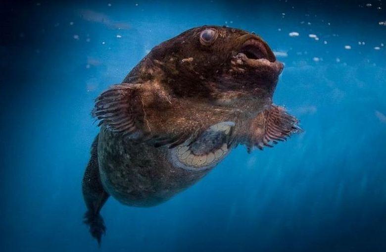 Der Außerirdische stellte sich als Froschfisch heraus