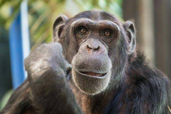 Warum träumt der große Affe? 