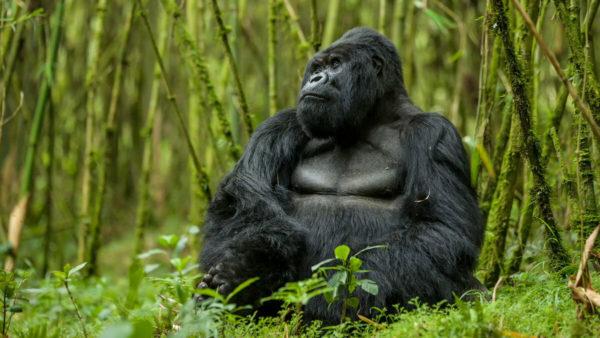 Was ist der Traum eines Gorillas?  