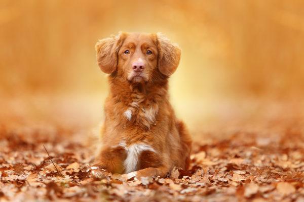 Warum träumt der rote Hund? 