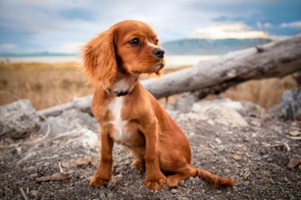 Ein Ingwerhund träumt von einem Mann 