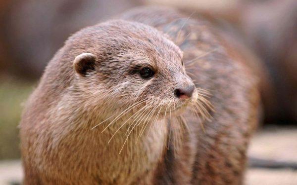 Warum träumt der Otter? 