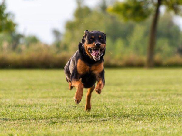 Wütender Hund jagt 