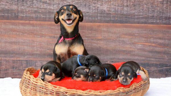 Traumdeutung: Der Hund brachte Welpen zur Welt 