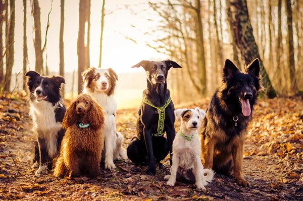 Warum träumen viele Hunde? 