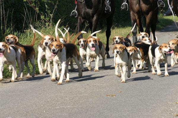 Warum träumen viele Hunde? 