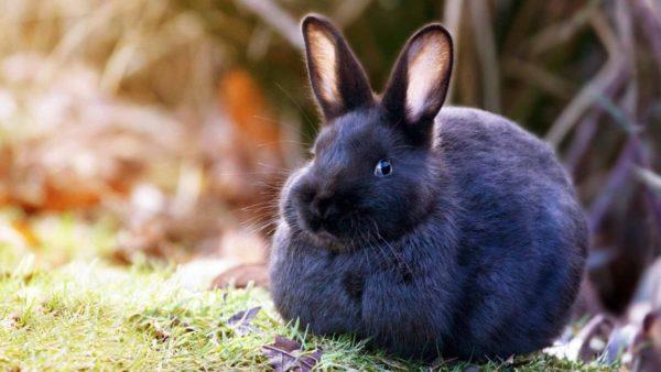 Warum träumt das schwarze Kaninchen? 