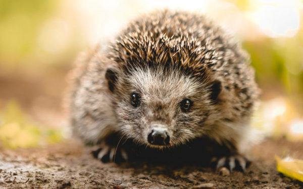 Traumdeutung Igel klein 