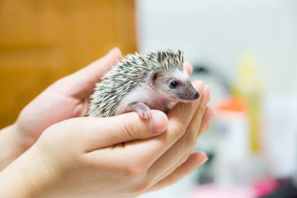 Kleiner Igel im Haus 