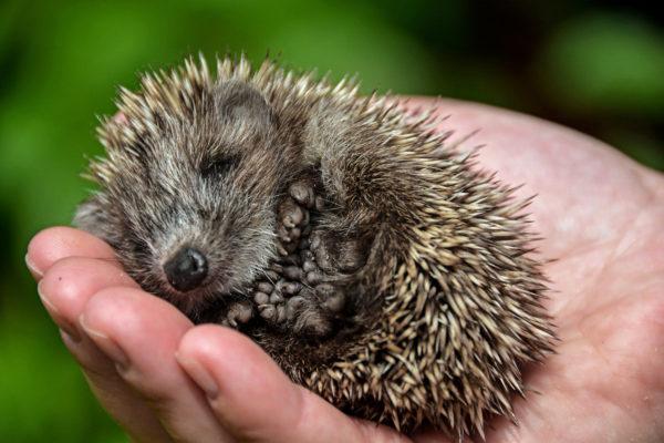 Kleiner Igel in der Handfläche 