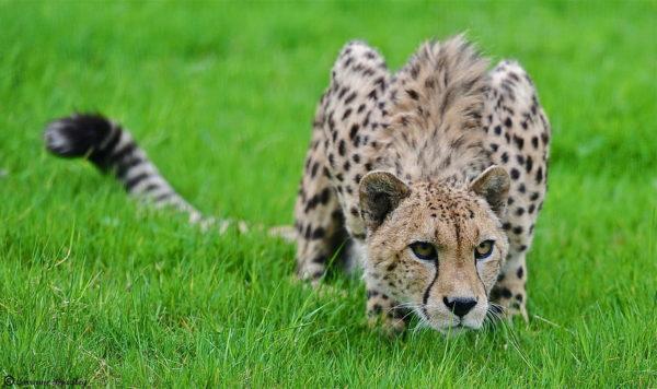 Leopard im Gras 