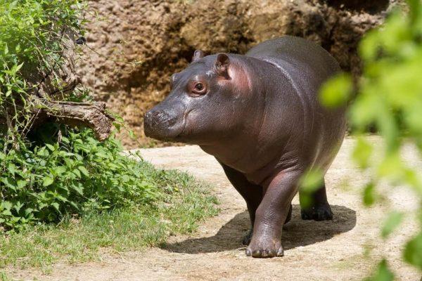 Warum träumt das Nilpferd? 