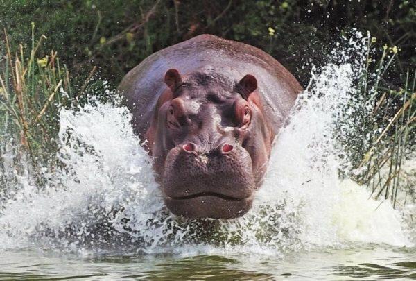 Träumte von einem aggressiven Nilpferd 