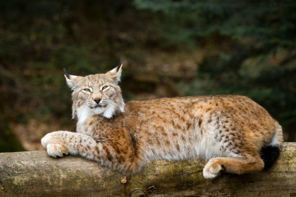 Warum träumt der Luchs? 