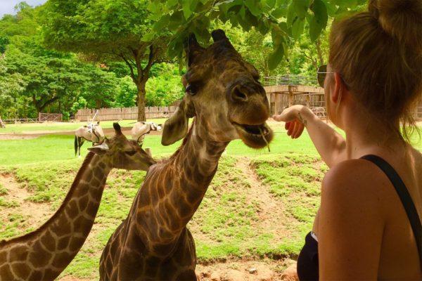 Warum träumt die Giraffe? 