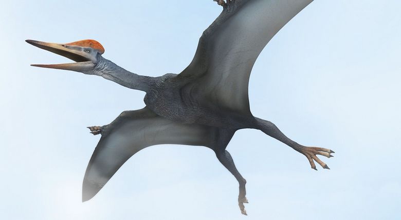 Pterodaktylen konnten nicht fliegen und breiteten ihre Flügel weit aus.