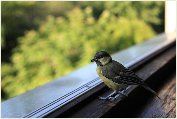 Vogel am Fenster 