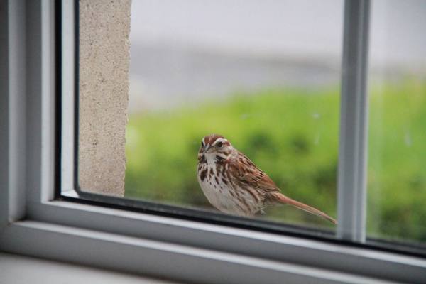 Vogel am Fenster Omen 