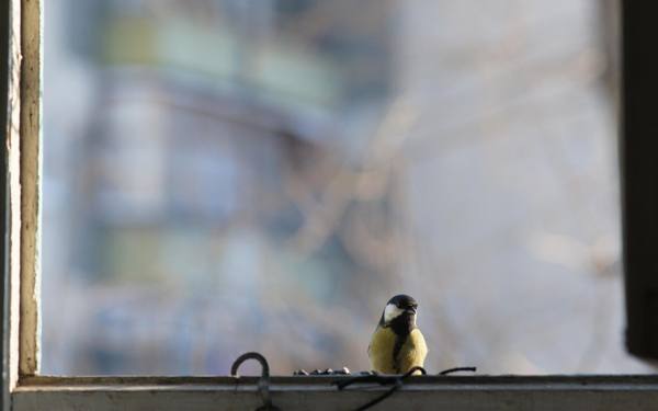 Vogel in der Nähe des Fensters 