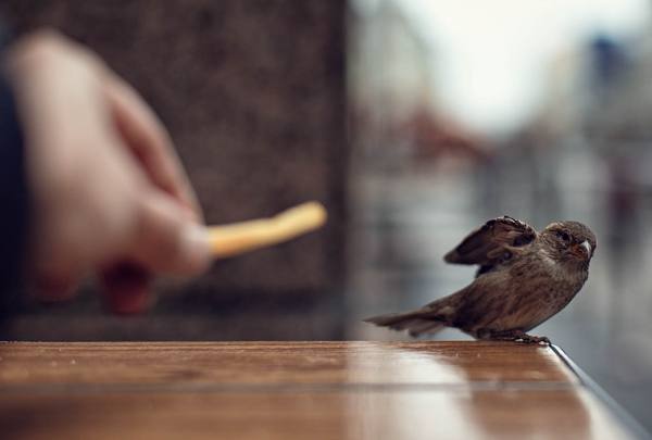 Omen der Vogel flog ins Haus 