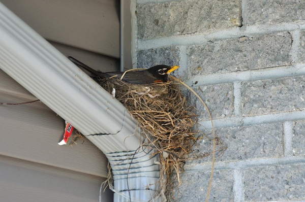 Vogel am Nest 