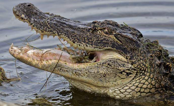 Der Fünf-Meter-Alligator entsetzte amerikanische Golfer