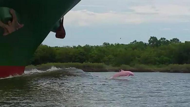 Der seltenste rosa Delphin hat das Camcorder-Objektiv getroffen