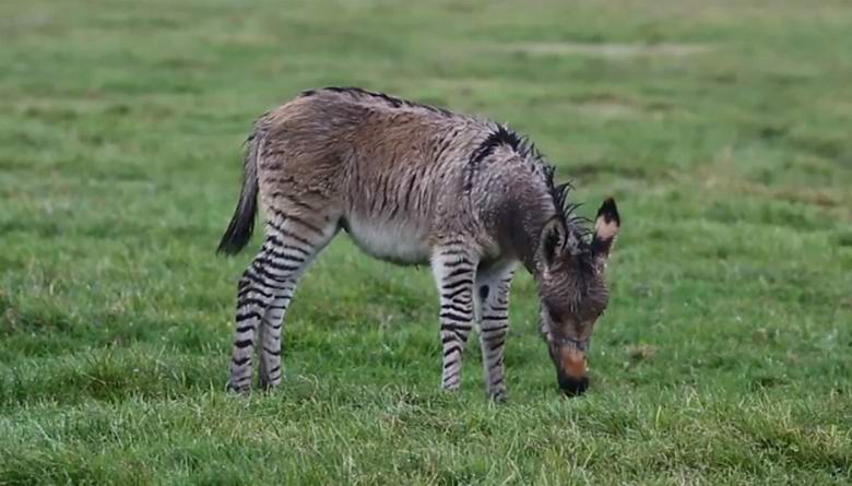 Eine seltene Hybride aus Zebra und Esel wurde in England geboren.