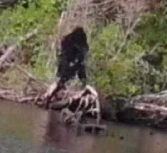 Fisherman hat das Aussehen von Bigfoot fotografiert