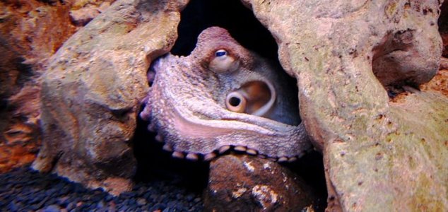 Ein Fischer im Meer hat einen riesigen Tintenfisch verschluckt