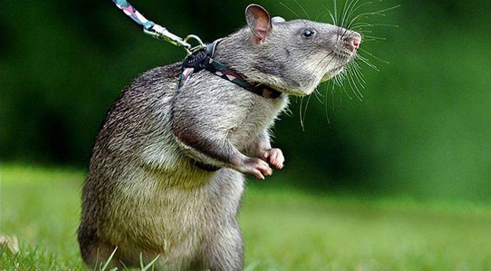 Ratten mit Chips im Kopf werden den russischen Spezialdiensten helfen