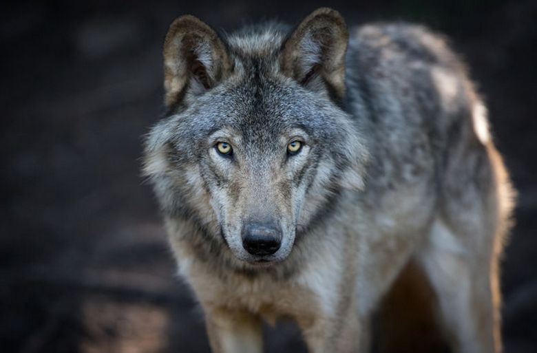 Das Wachstum der Wolfspopulation in Deutschland wurde durch Militärbasen ermöglicht