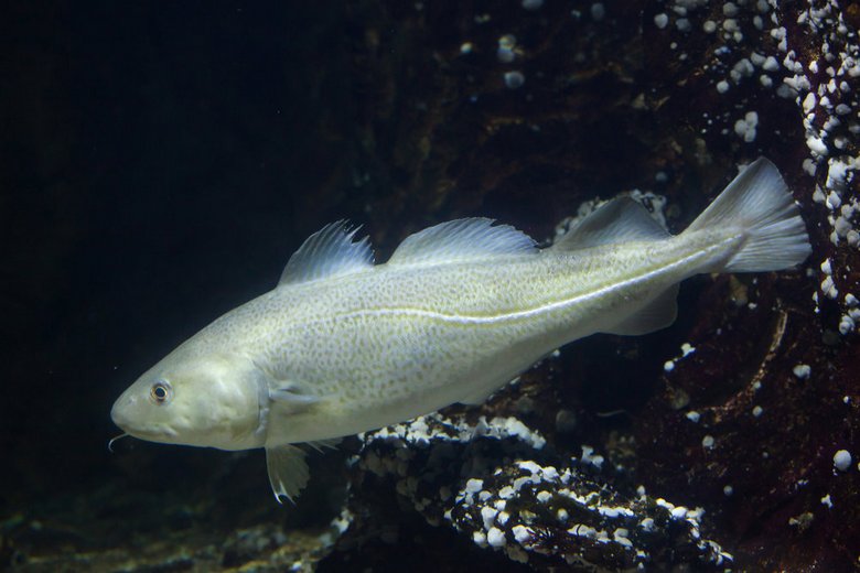 Der gesündeste Fisch lebt in den Seen Sibiriens