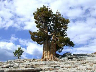 Die ältesten Bäume unseres Planeten