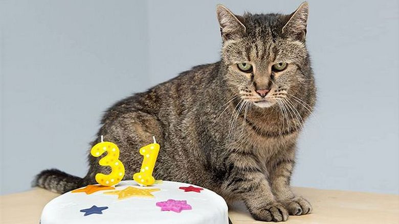 Die älteste Katze der Welt wurde 32 Jahre alt